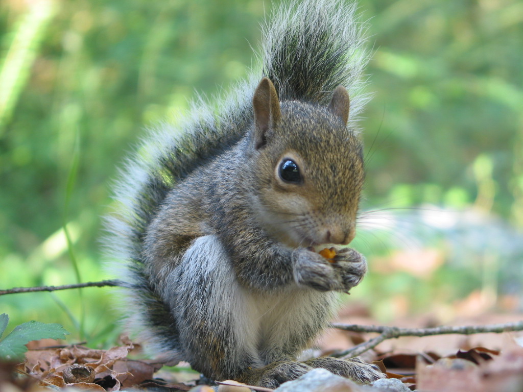 Ever wondered how squirrel tastes?  Its all in the book!