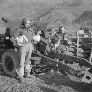 prepar gunners of 43rd Field Regiment, Royal Artillery, with geese and turkeys destined for the pot at Christmas, near San Cassiano, 10 December 194