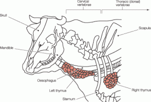 thymus-gland-cow-diagram
