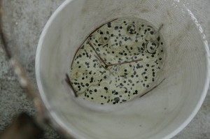 frog-eggs