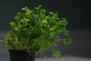 cilantro