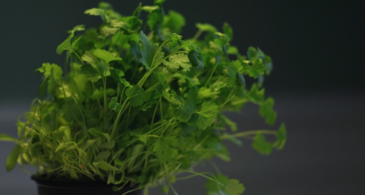 cilantro